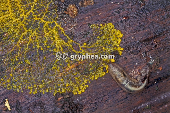 Blob dans son environnement naturel (sous l'écorce d'un hêtre mort) - gryphea.org